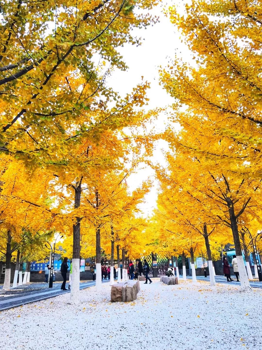 秦皇岛秋天美景,秦皇岛秋天落日和晚风