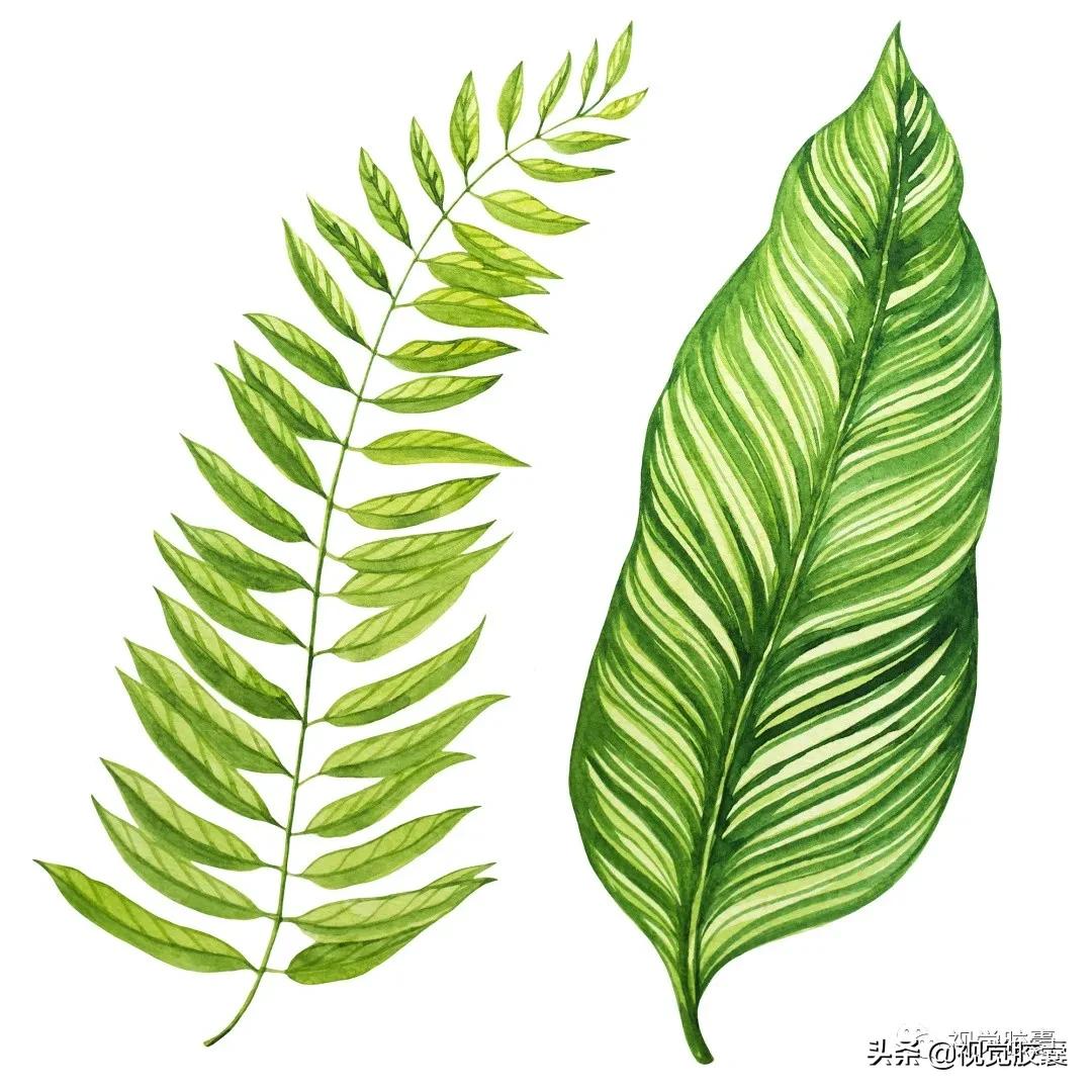 乡村蔬菜大棚的设计,蔬菜精美设计图片