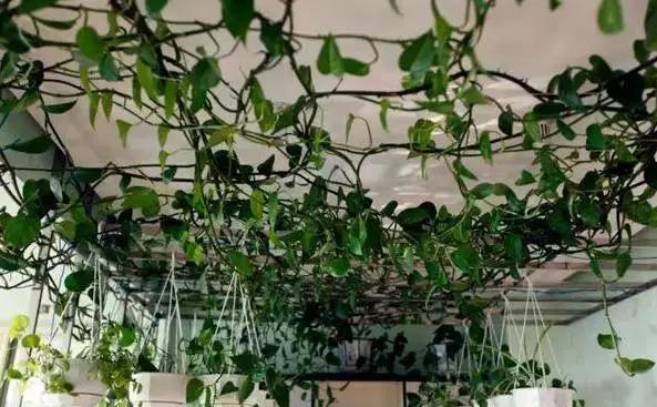 绿萝怎么造型更好看,大绿萝怎么做造型好看