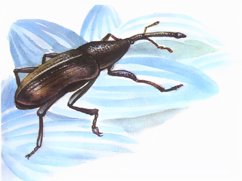 米生虫里面有虫卵,米饭上的虫卵长什么样子