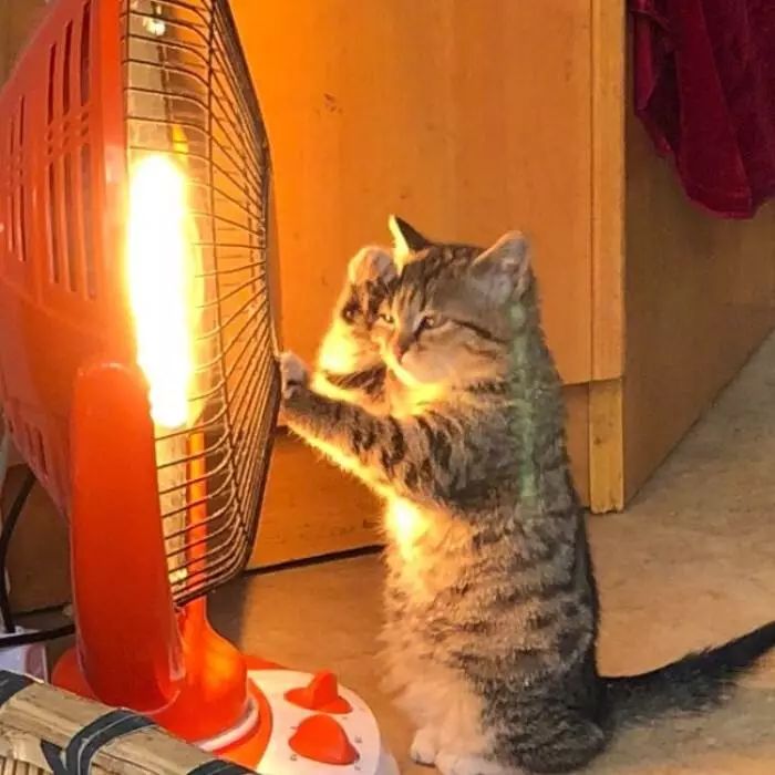 冬天如何正确的给猫咪保暖,冬季怎么给猫咪保暖