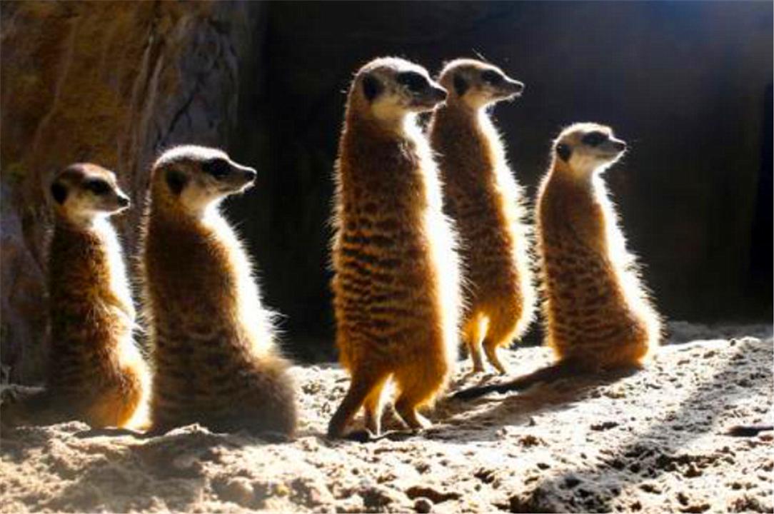 养殖户怎么防止黄鼠狼,黄鼠狼为什么不能大量养殖