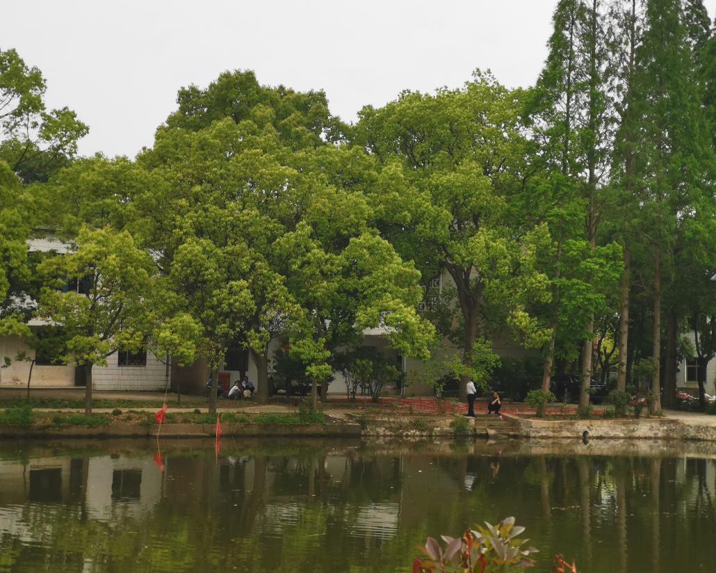 原来庐舒桐枞是一家：前有南阳襄阳争诸葛，今有庐江舒城抢文翁