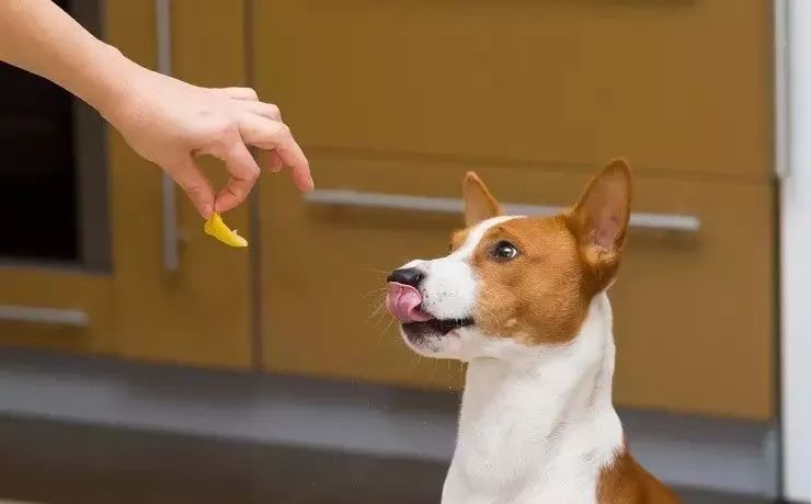 用什么办法能使狗狗更听话,教你一个好方法让狗狗不臭