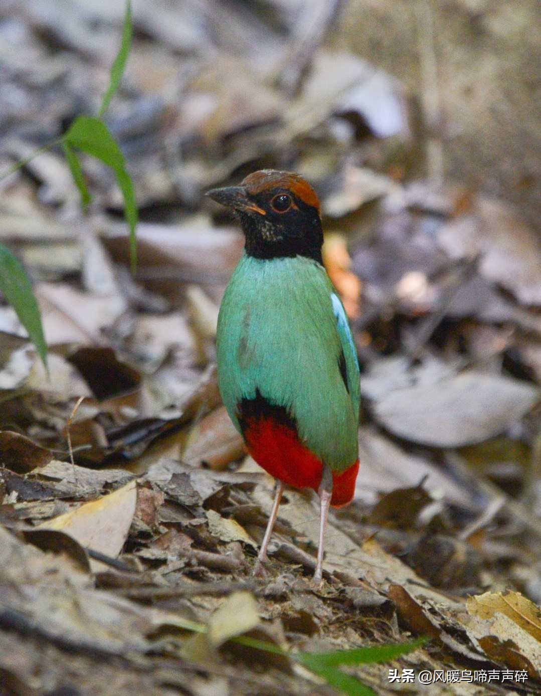 超模推荐的内衣,超模推荐内衣