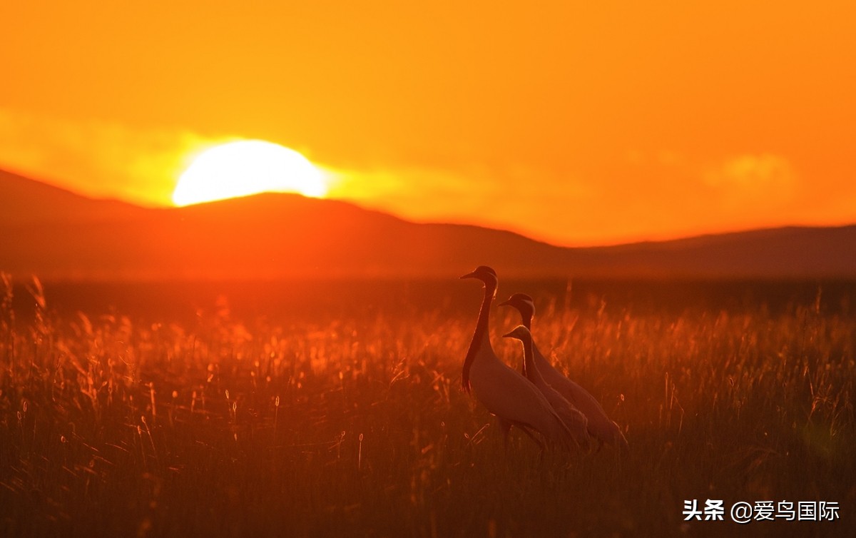 2020观鸟,观鸟大年影片
