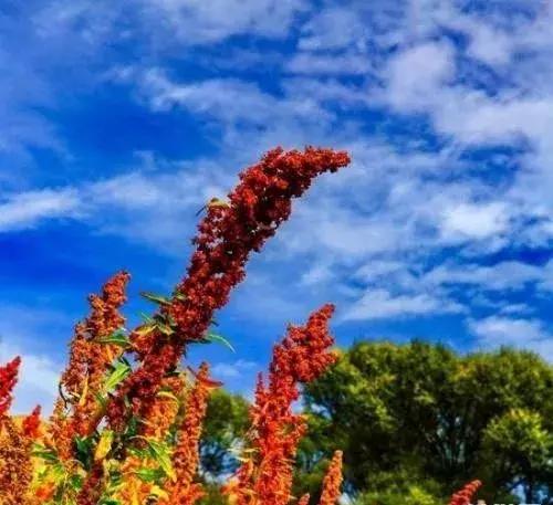 假如被困荒岛吃什么,假如你被困荒岛只能带三样东西