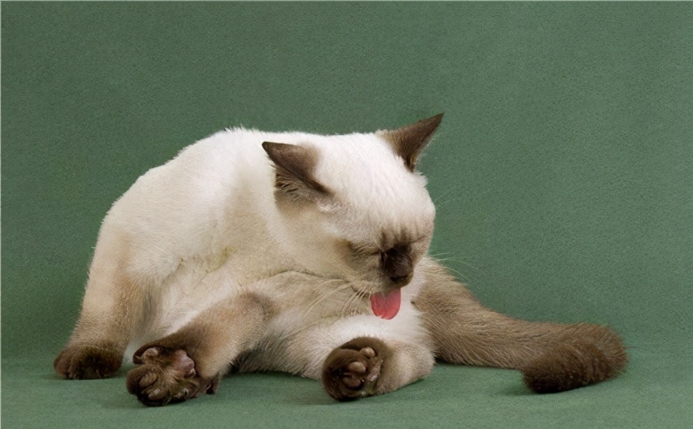 猫咪舔舐的这六个地方，代表的含义你知道吗