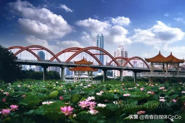 深圳荷花公园好去处,深圳荷花景点推荐