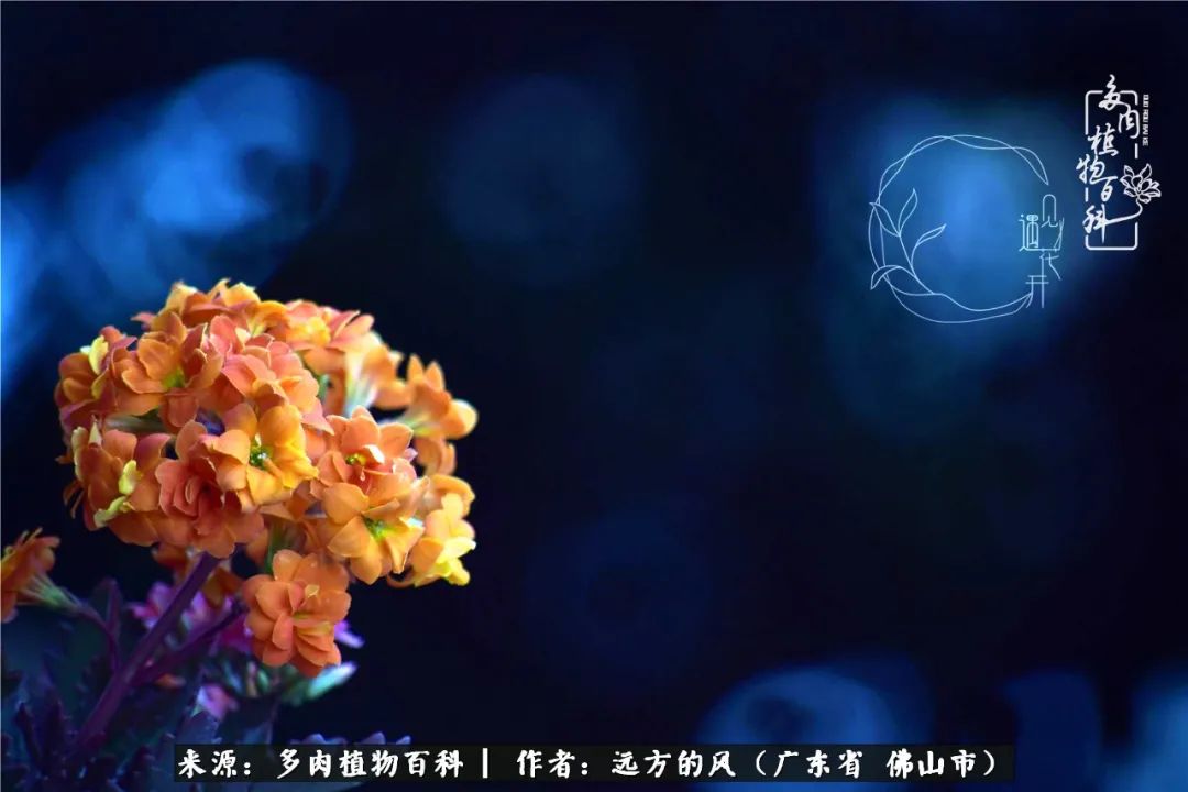 那些花儿在每个角落静静为你开着,那些花儿在每个角落静静地绽放