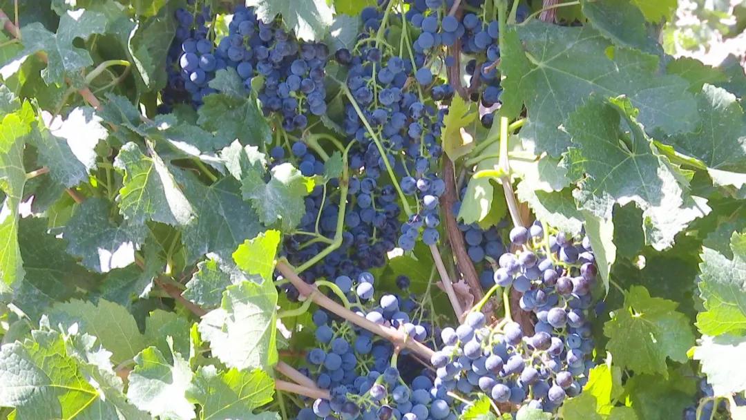 「同心奔小康」焉耆县酿酒葡萄喜获丰收红酒一瓶一码可追溯