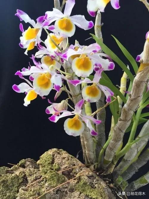 叠鞘石斛与铁皮石斛的区别,肿节石斛和大苞鞘石斛的不同