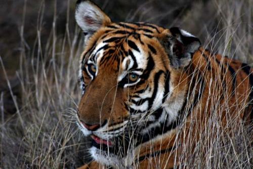 羚羊与华南虎,华南虎和藏羚羊