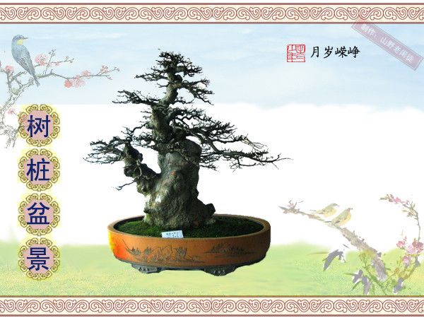 鏍戞々鐩嗘櫙楂樻竻鍥剧墖,姒旀鐩嗘櫙鏍戞々