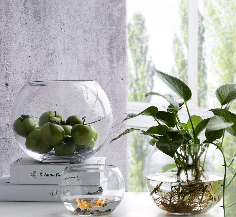 水培绿植过冬方法,水培好过冬的绿植