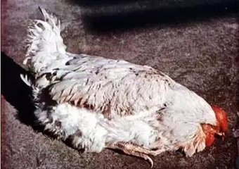 鸡生病站不稳闭眼情况下怎么办,鸡缩脖打蔫消瘦什么病