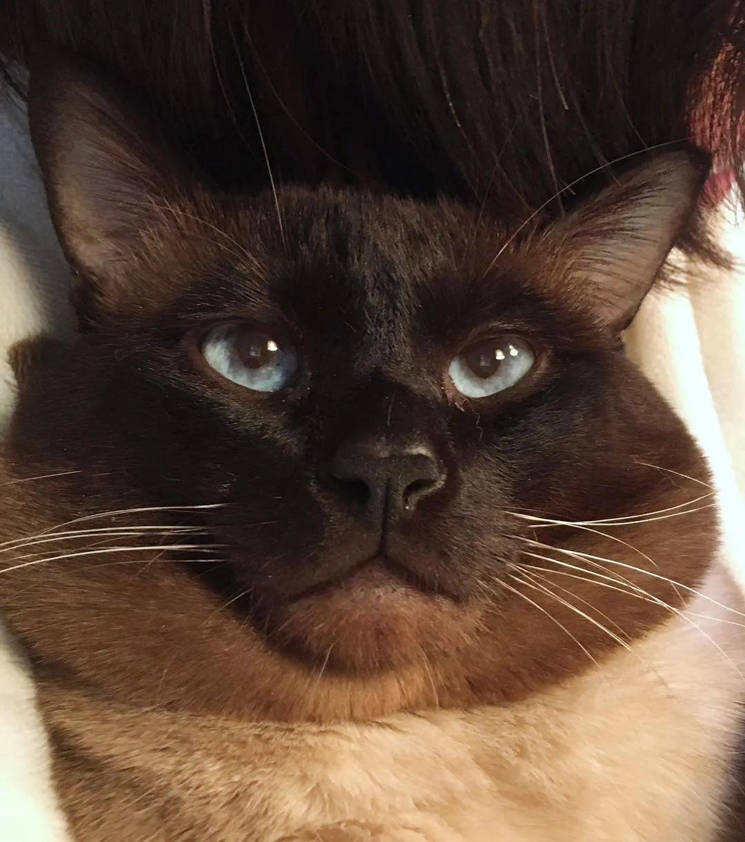 暹罗糊了是不是就不会白回来了,怎么看暹罗长大不会糊