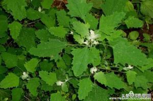 绝地突围30集,四二九冀南军区突围战纪实