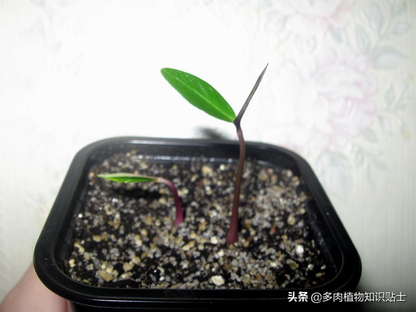 奇异油柑块根,奇异油柑原产地是哪里