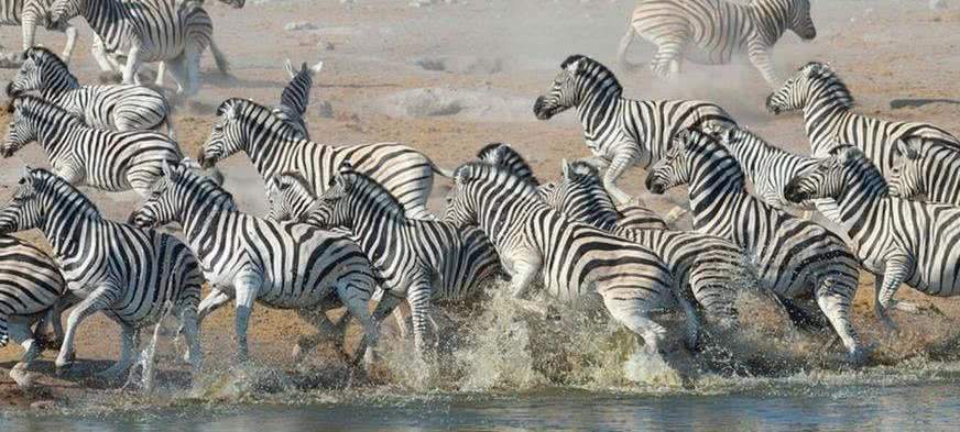 大自然伪装动物,为什么各种动物有自己的特点