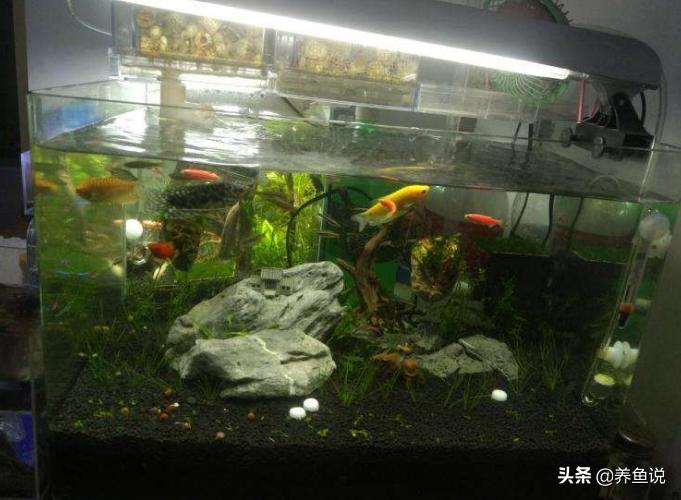 鱼缸内壁滑滑的要不要清理,鱼缸里的脏东西如何快速过滤