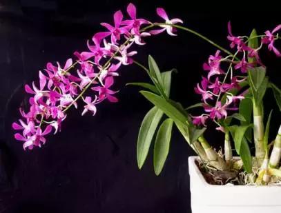 史上最全的兰花鉴赏,兰花品种之精品欣赏