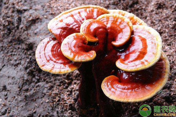 室内灵芝种植方法和技术,室内种植灵芝如何防虫蛀