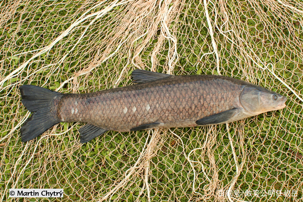 海里的青鱼和湖的青鱼有什么区别,淡水青鱼与海水青鱼