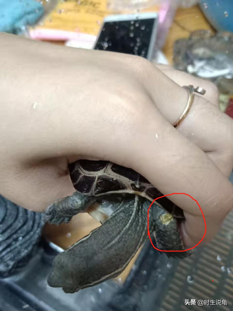 四种龟病的防治方法,养龟最容易得什么病