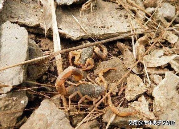 蝎子养殖行不行,自然养蝎子300个平方能养多少蝎子