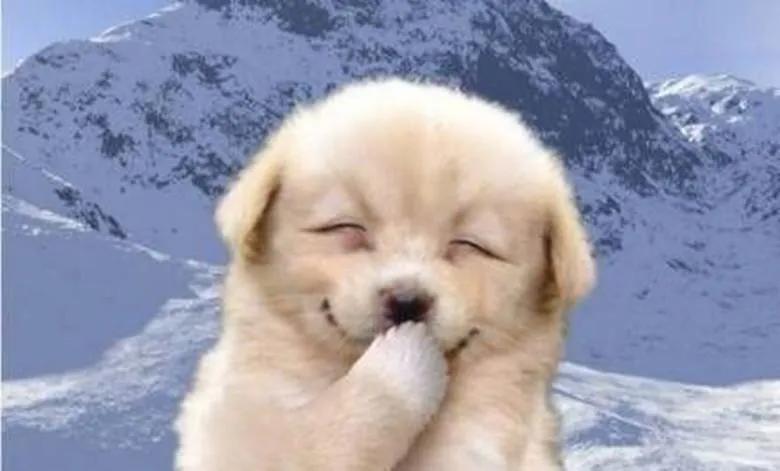 犬瘟热在家治疗,犬瘟治疗家庭用药