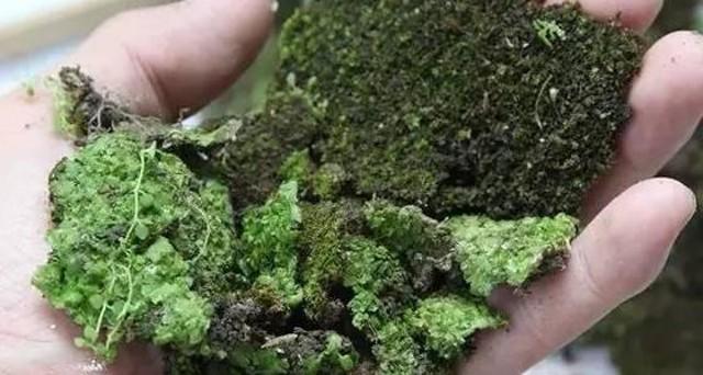 苔藓意境盆景,文人树盆景怎么养才能突出好看