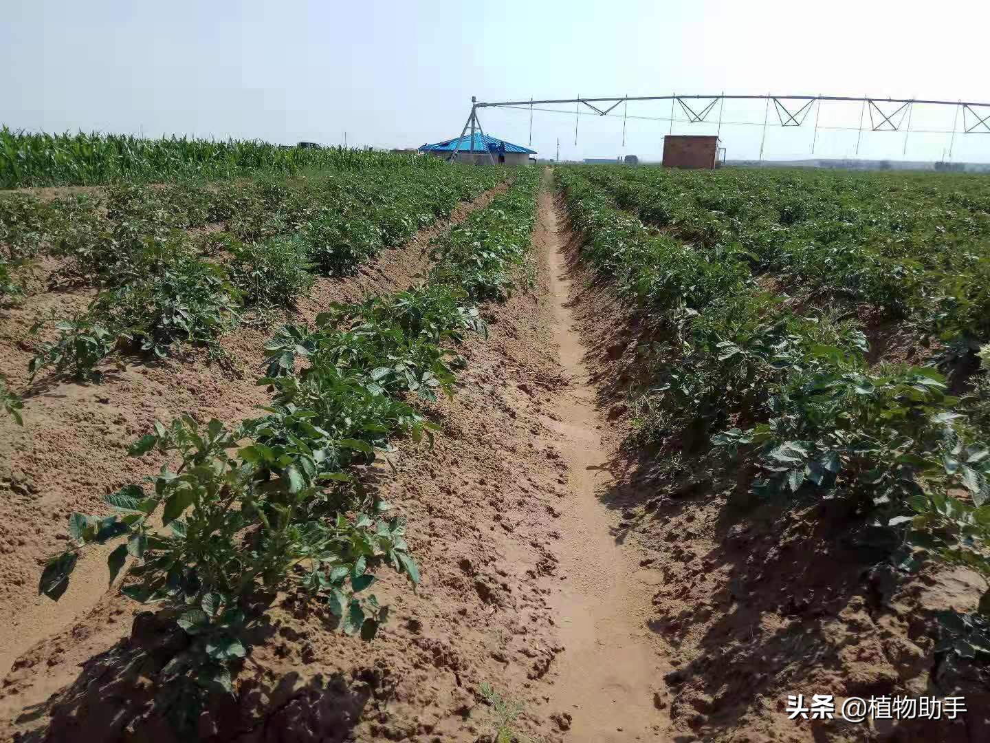 农村现在种什么比较赚钱,农村现在种什么比较值钱