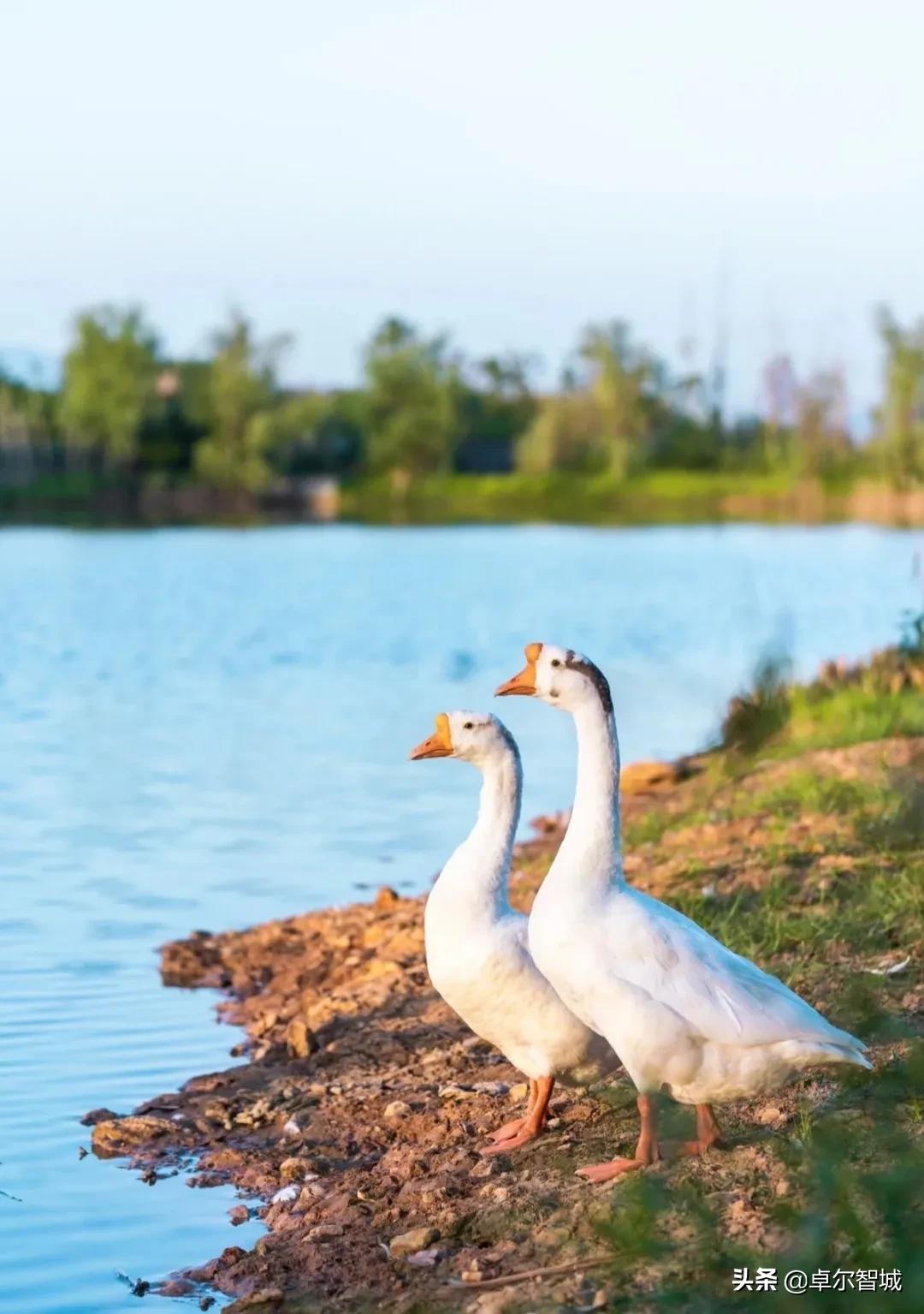 戛纳即将闭幕！但这座美得像电影海报的小镇不能错过