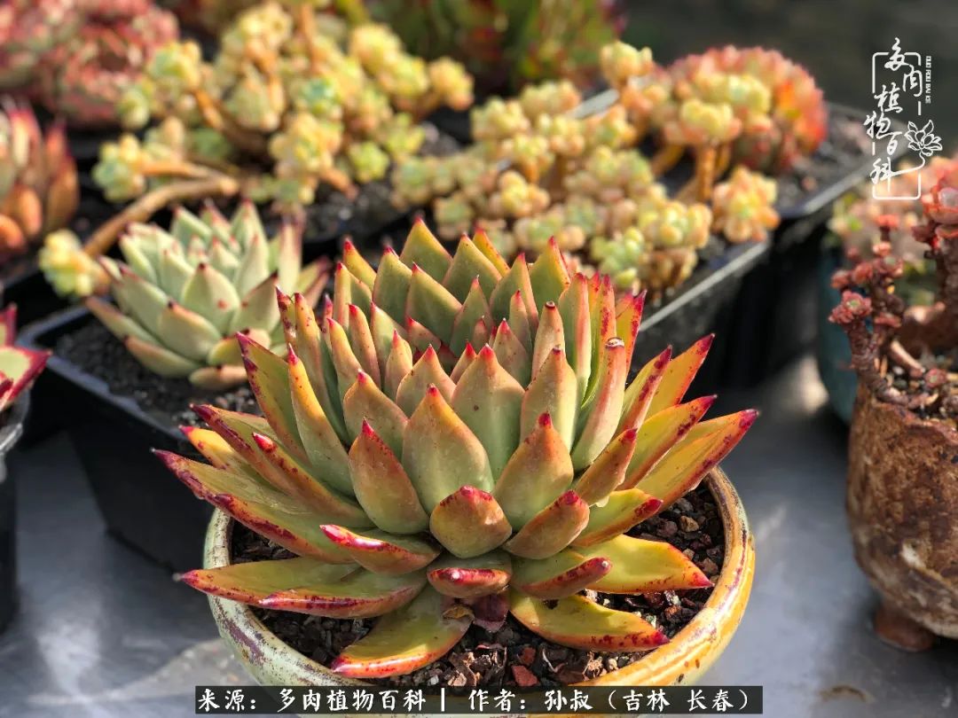 与多肉一起成长,与多肉相伴