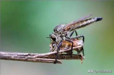 蜜蜂的天敌与蜜蜂大战,如何防止蜜蜂会被攻击