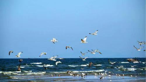 海参海中珍品,海参海产之珍滋补佳品