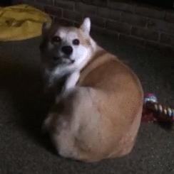 狗狗拉出一条蛔虫肚子里还会有吗,狗狗粪便拉出来会动的虫子