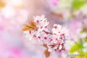 漯河美丽的沙澧河,美丽的漯河沙澧河风景区