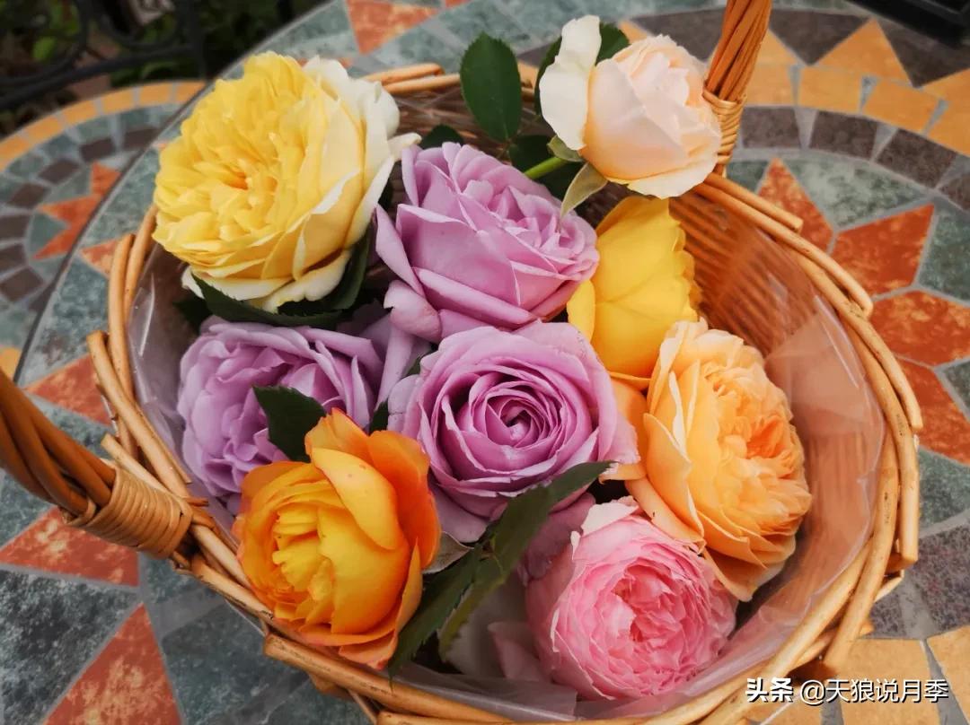 月季花是时候展现真正的技术了 (开春的第一波月季花就这么过去了)