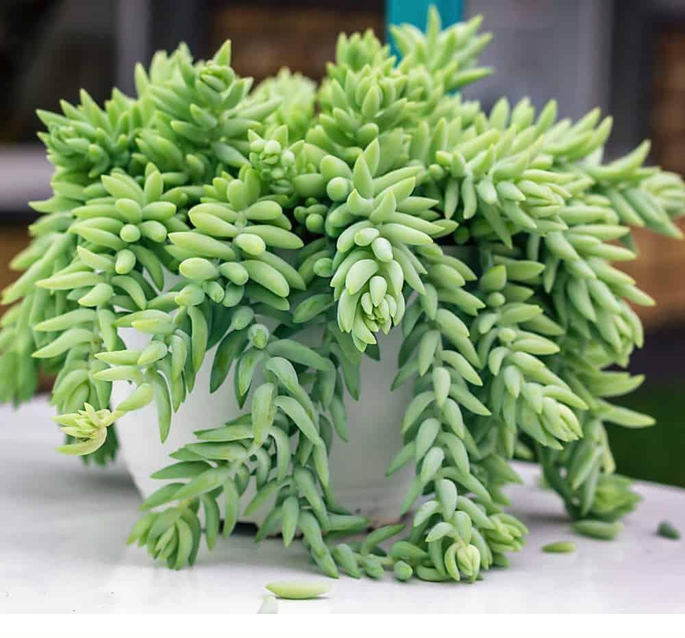 室内耐阴多肉植物推荐,多肉植物耐阴吗