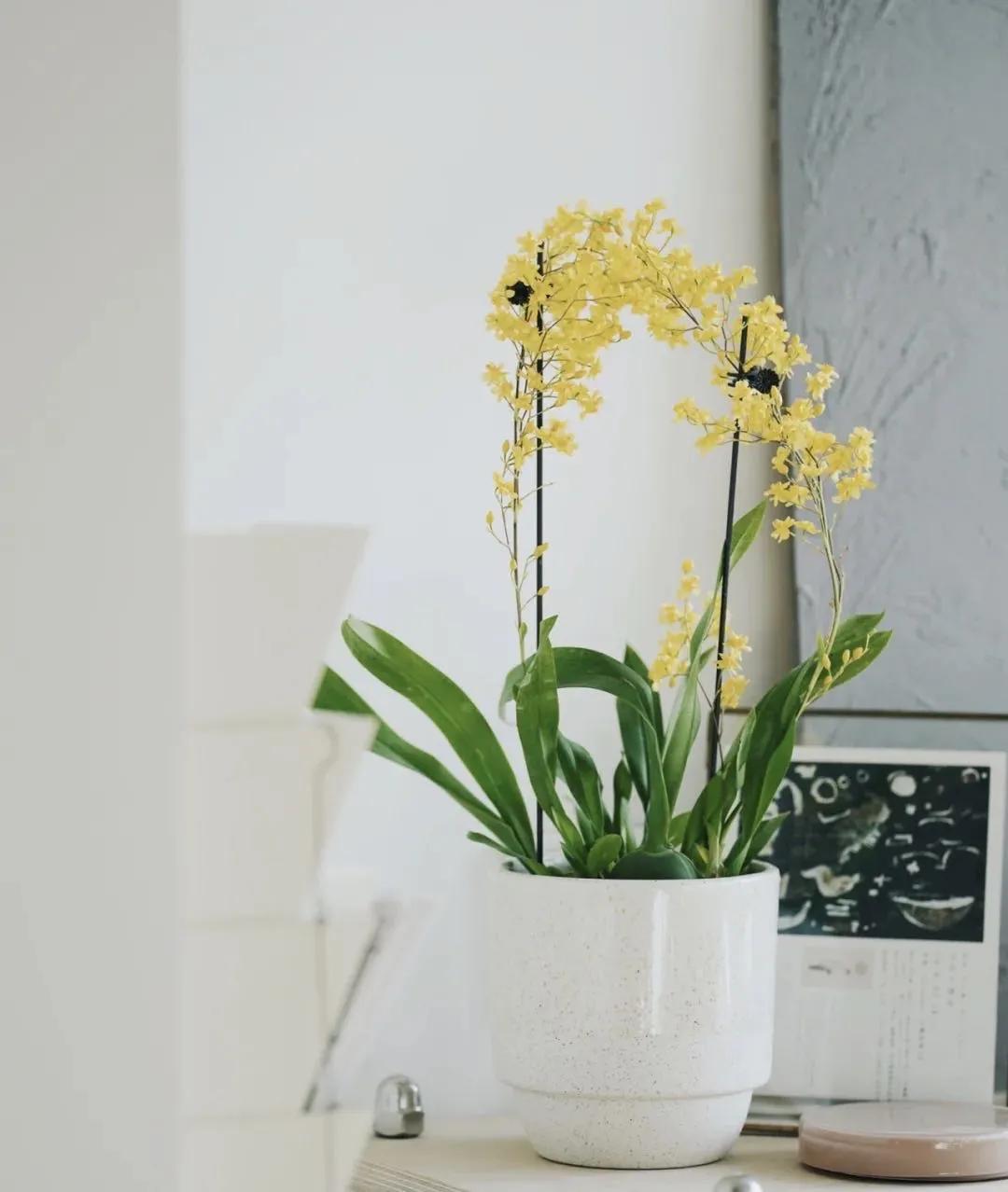 梦香兰的养殖方法,梦香兰花苗