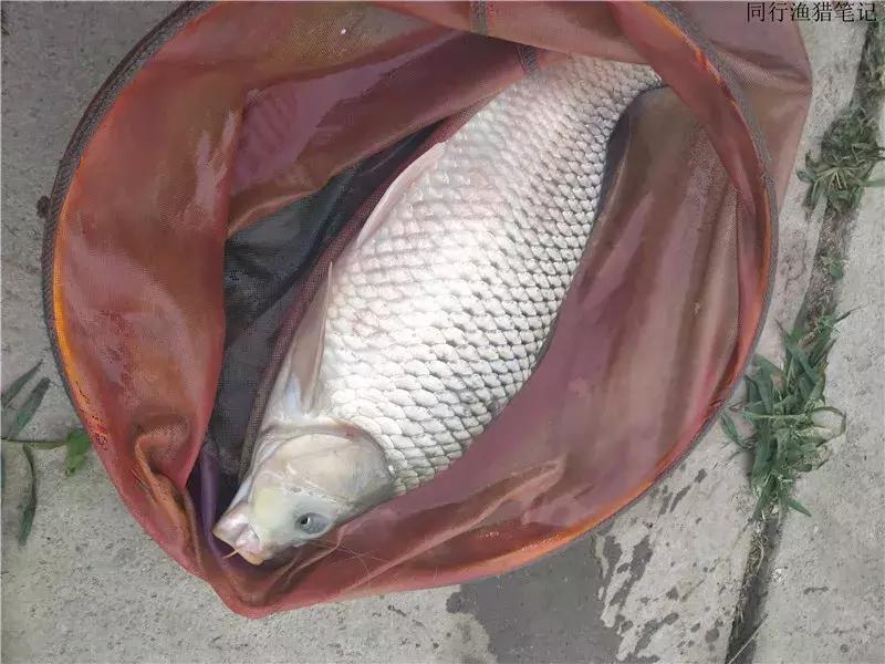 从钓鱼大师到钓鱼圣人,钓鱼大师为啥都是小钩细线钓大鱼