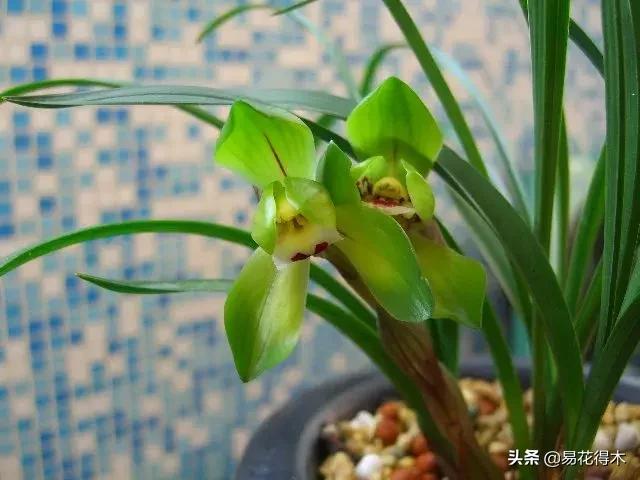 春兰大富贵的来历,春兰翠盖荷和大富贵区别