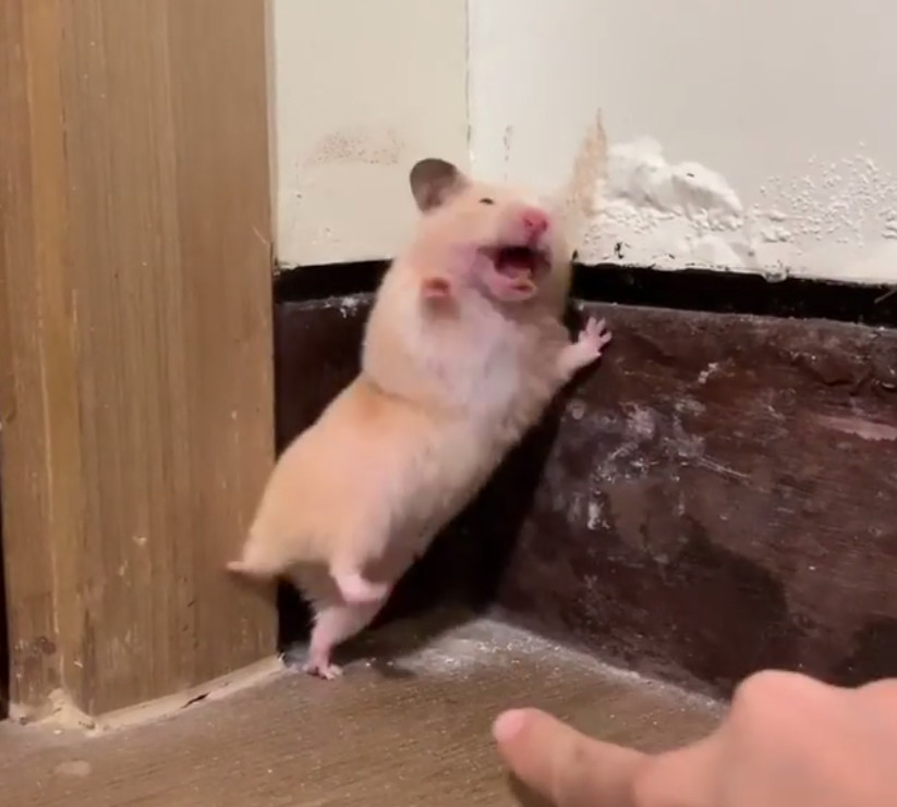 被戳吓一跳的仓鼠,仓鼠被吓到的迷惑行为