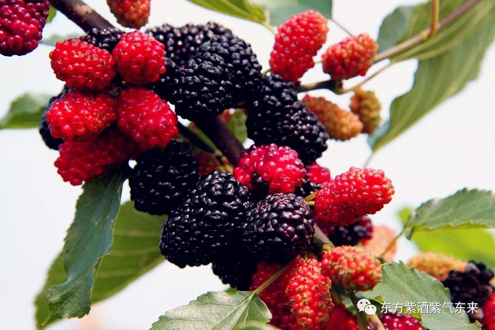 神话传说中的桃树,东方紫桑树是什么意思