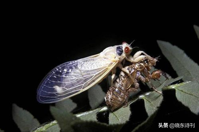 「黎明拾穗」43期诗词41首，首页篇篇造网红，风流戏子逞英雄