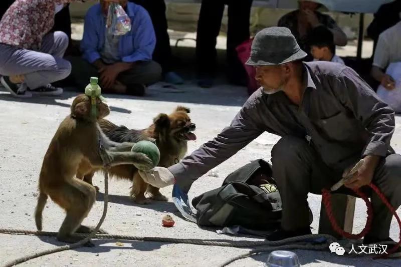 耍猴街头艺人,街头耍猴艺人视频大全