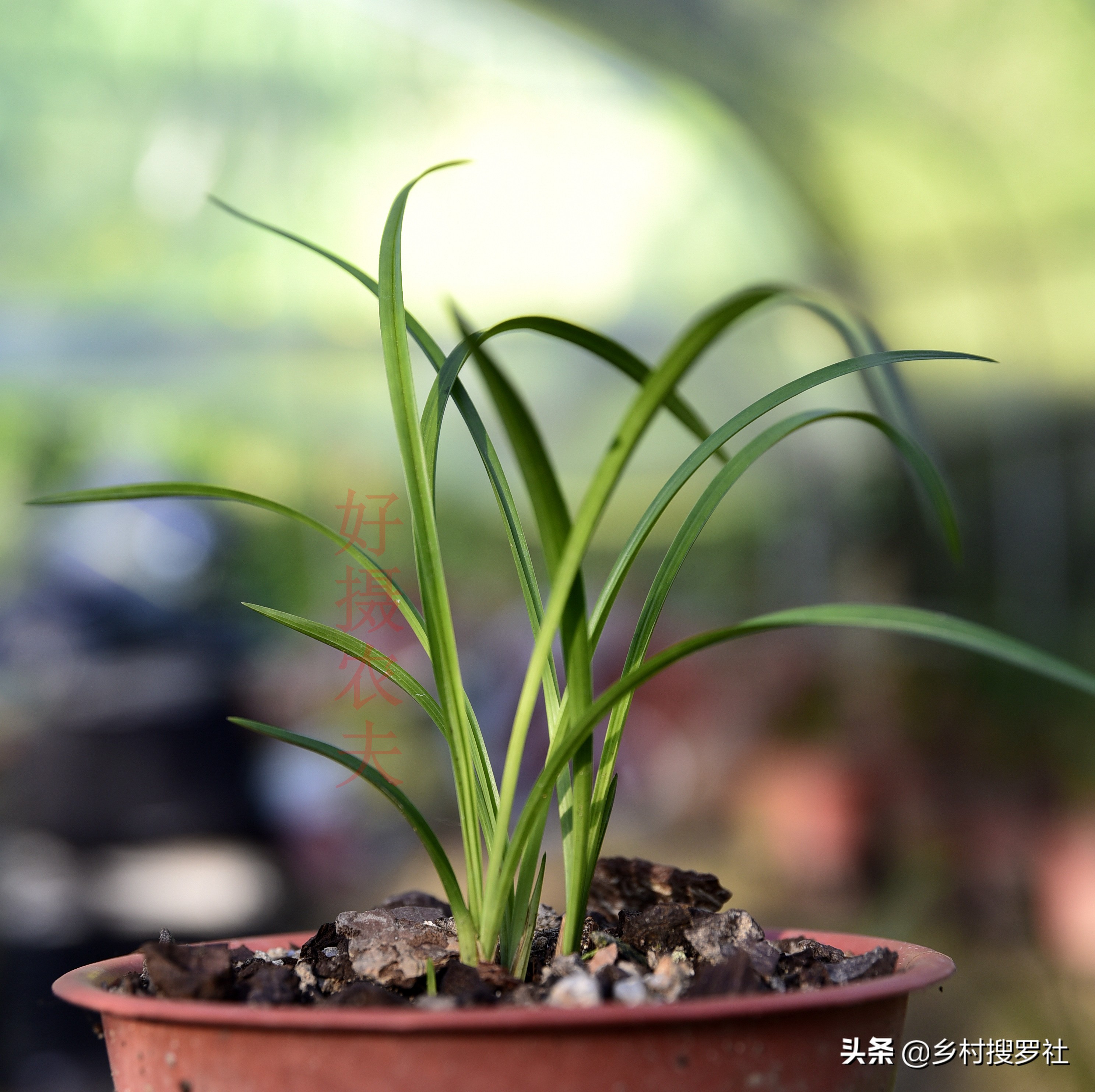 春兰芦头一般几个芽,春兰要怎么养花苞拔杆更高