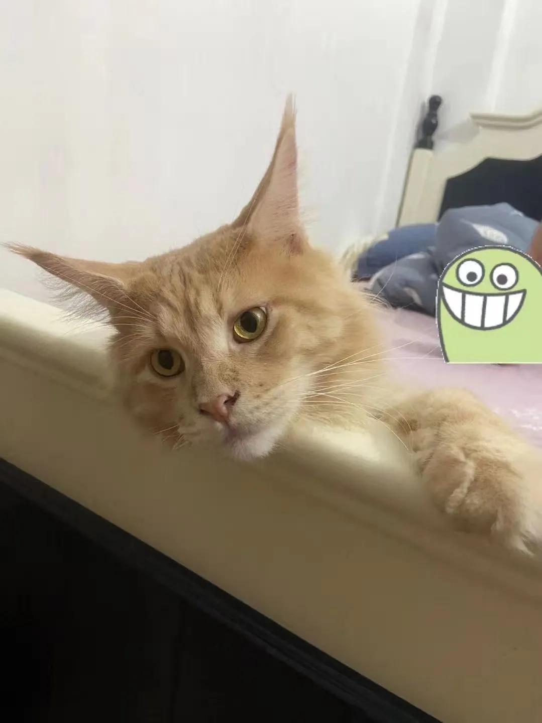 养橘猫一定要买什么,养橘猫的都是什么人